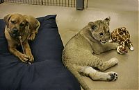 Fauna & Flora: lion cub fighting with dog