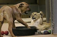 Fauna & Flora: lion cub fighting with dog