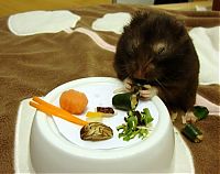 Fauna & Flora: sushi for my little hamster