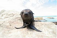 Fauna & Flora: baby seal