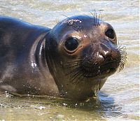 Fauna & Flora: baby seal