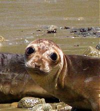 Fauna & Flora: baby seal