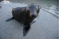 Fauna & Flora: baby seal