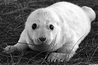 Fauna & Flora: baby seal