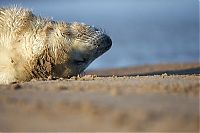 Fauna & Flora: baby seal