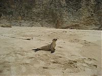 Fauna & Flora: baby seal