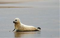 Fauna & Flora: baby seal