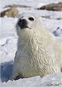 Fauna & Flora: baby seal