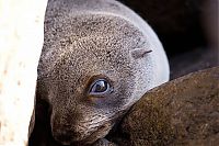 Fauna & Flora: baby seal