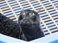 Fauna & Flora: baby seal