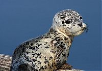 Fauna & Flora: baby seal