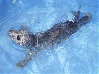 Fauna & Flora: baby seal