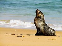 Fauna & Flora: baby seal