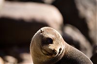 Fauna & Flora: baby seal