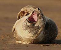 Fauna & Flora: baby seal