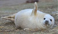 Fauna & Flora: baby seal