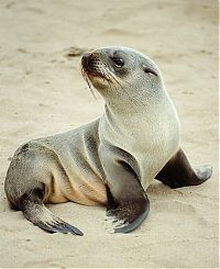 Fauna & Flora: baby seal