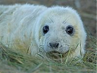 Fauna & Flora: baby seal