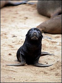 Fauna & Flora: baby seal