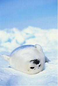 Fauna & Flora: baby seal