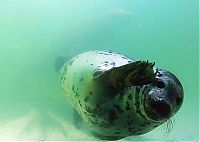 Fauna & Flora: baby seal