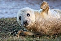 Fauna & Flora: baby seal