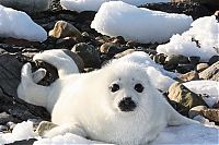 Fauna & Flora: baby seal