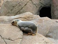 Fauna & Flora: baby seal