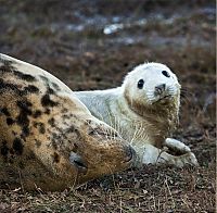 Fauna & Flora: baby seal