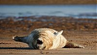 Fauna & Flora: baby seal