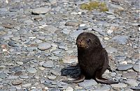 Fauna & Flora: baby seal