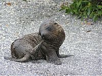 Fauna & Flora: baby seal