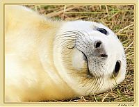 Fauna & Flora: baby seal