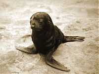 Fauna & Flora: baby seal