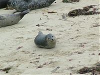 Fauna & Flora: baby seal