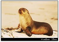 Fauna & Flora: baby seal