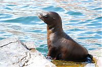 Fauna & Flora: baby seal