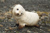 Fauna & Flora: baby seal