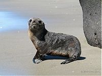 Fauna & Flora: baby seal