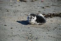 Fauna & Flora: baby seal