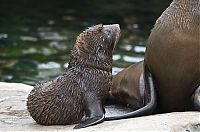 Fauna & Flora: baby seal