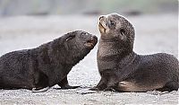 Fauna & Flora: baby seal