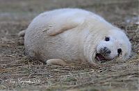 Fauna & Flora: baby seal