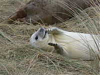 Fauna & Flora: baby seal