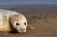 Fauna & Flora: baby seal