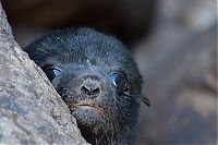 Fauna & Flora: baby seal