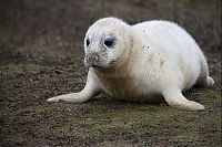 Fauna & Flora: baby seal