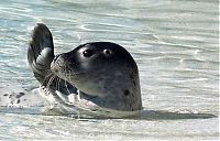 Fauna & Flora: baby seal