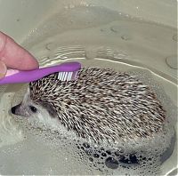 Fauna & Flora: hedgehog taking bath