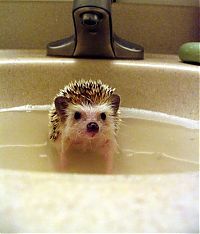 Fauna & Flora: hedgehog taking bath